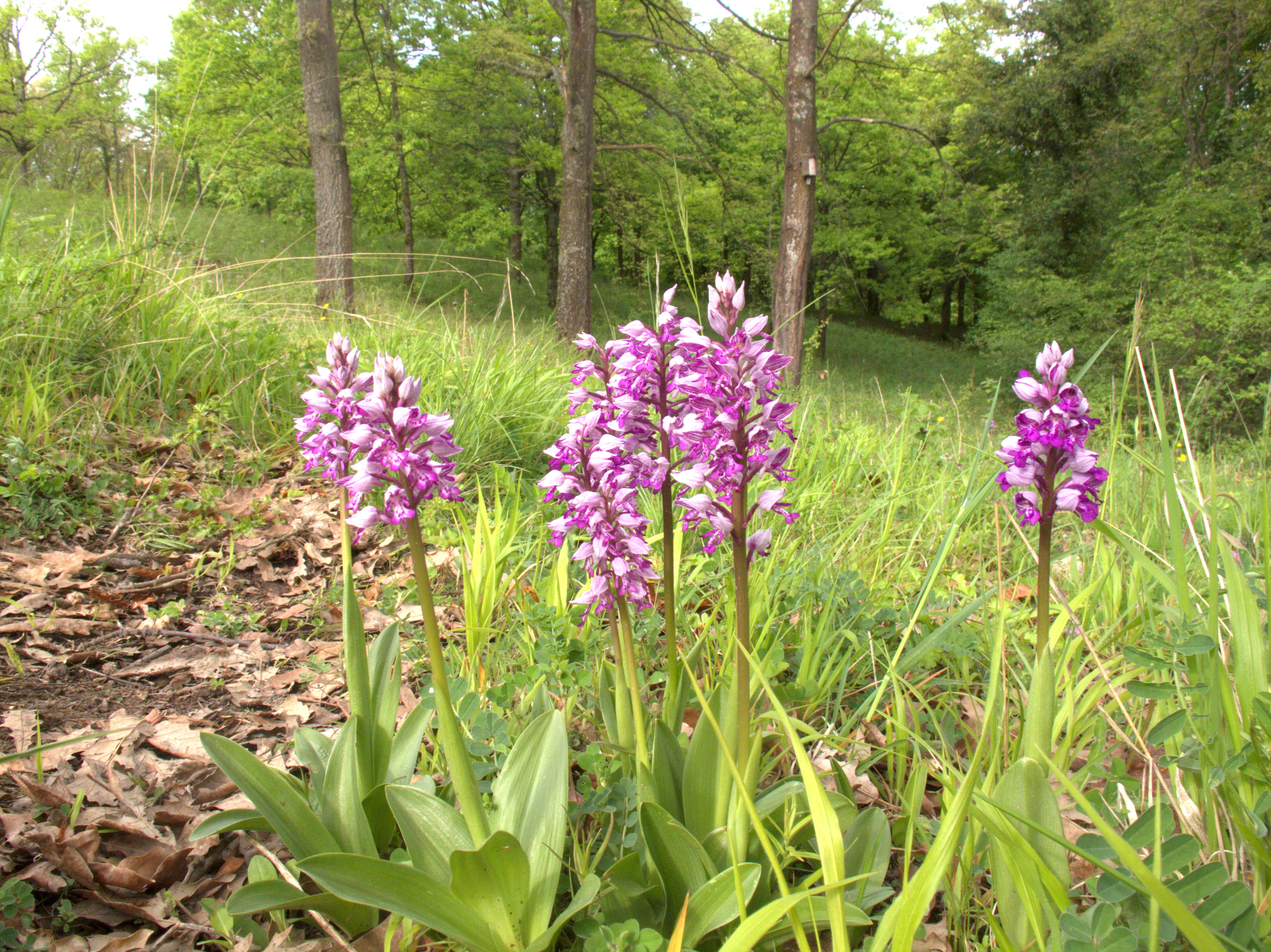 Orchideen im Liliental
